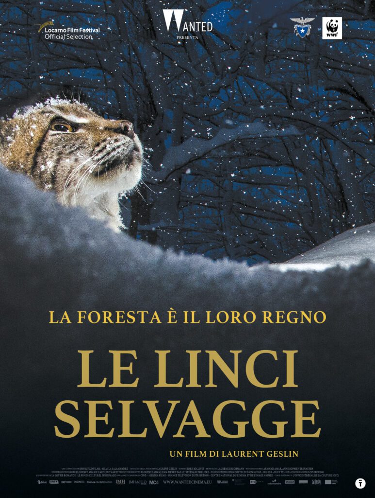 poster le linci selvagge